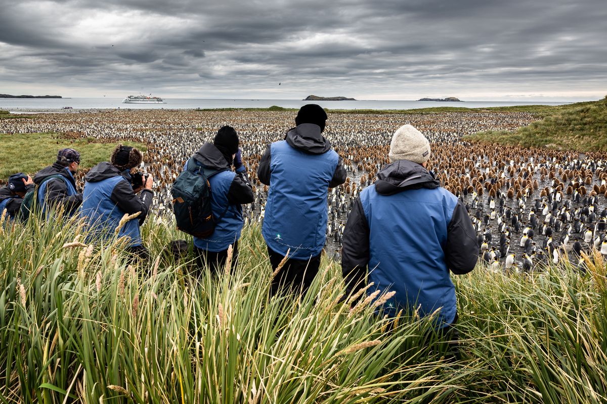 Passengers from Aurora Expeditions’ Greg Mortimer ship photograph a colony of king penguins in Antarctica.  (Susan Portnoy/Aurora Expeditions)