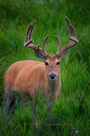 A whitetail buck shows impressive growing antlers in velvet on July 23, 2015. (Jaimie Johnson)