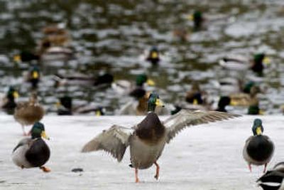 A mallard stretches its wings after a swim in the duck pond at Manito Park on Spokane's South Hill., Dec. 25, 2006.
(File / The Spokesman-Review)