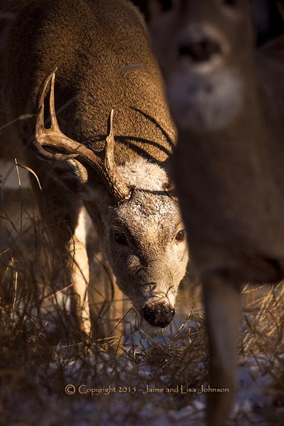 A whitetail buck zeroes in on a doe in November. (Jaime Johnson)