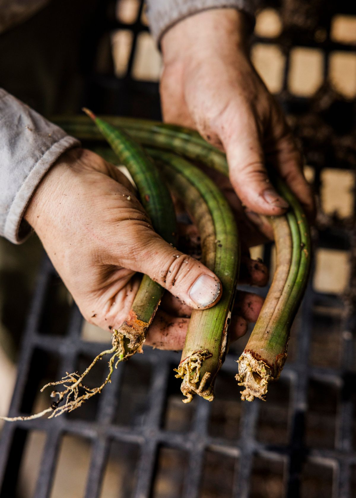 You've seen one snake plant, you haven't seen them all