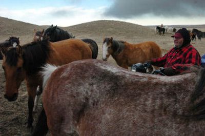 
 Bob Black Bull, founder of the Blackfeet Buffalo Horse Coalition, is surrounded by some of the 127 Spanish mustangs on his prairie ranch near Browning, Mont., on Tuesday.  
 (Associated Press / The Spokesman-Review)