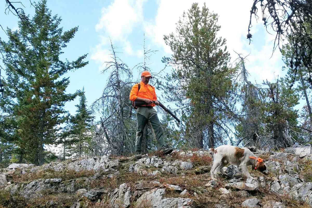 A hunter walks a high ridge in the Colville National Forest searching for dusky grouse.  (PHOTO BY RICH LANDERS/FOR THE SPOKESMAN-REVIEW)