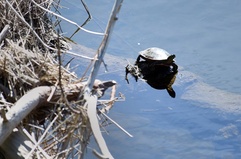 A painted box turtle suns itself on a mostly submerged log in Hangman Creek near the Creek at Qualchan Golf Course Thursday, April 28, 2016. (Jesse Tinsley / The Spokesman-Review)