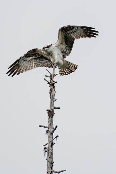An osprey perches on a tree Sunday near the Little Pend Oreille lakes. (Joanie Christian / Courtesy)