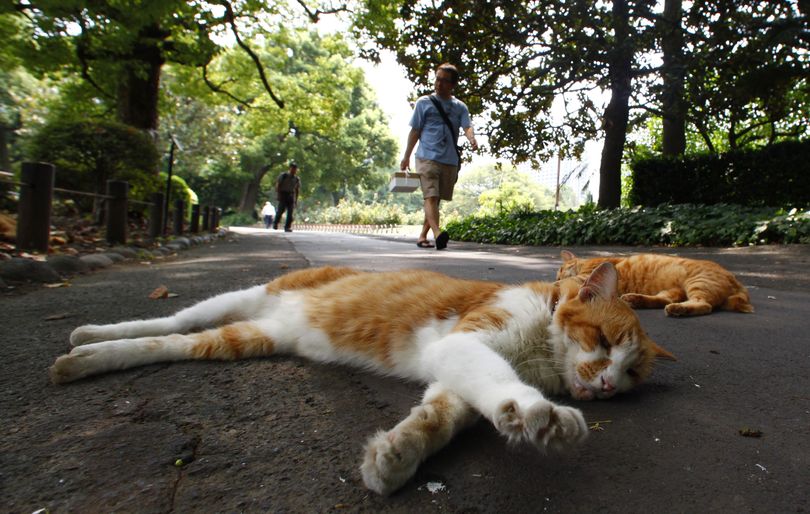 Cats take a nap in a park in Tokyo in the early afternoon Tuesday, Aug. 16, 2011. (Shizuo Kambayashi / Associated Press)