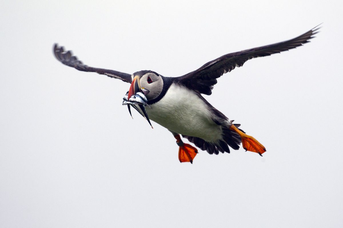 In this July 1, 2013 photo, a puffin prepares to land with a bill full of fish on Eastern Egg Rock off the Maine coast. This year