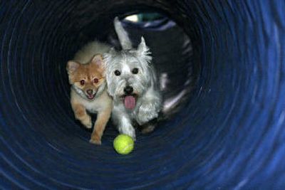 
Leo, a Pomeranian, left, and Max, a westie, play together at Best Friends Pet Care in Willow Grove, Pa. 
 (Associated Press / The Spokesman-Review)