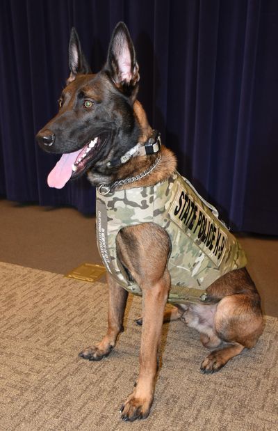 This undated photo provided by the New York State Police shows Will, a Belgian-Malinois. The police dog died in a friendly fire incident while being attacked by a pit bull. State police say troopers were helping the Lewis County Sheriff's Office search a residence in the eastern Adirondacks late Monday, Oct. 23, 2017, when the pit bull ran out of the house and began attacking Trooper Shaun Smith's K-9 partner. (Associated Press)