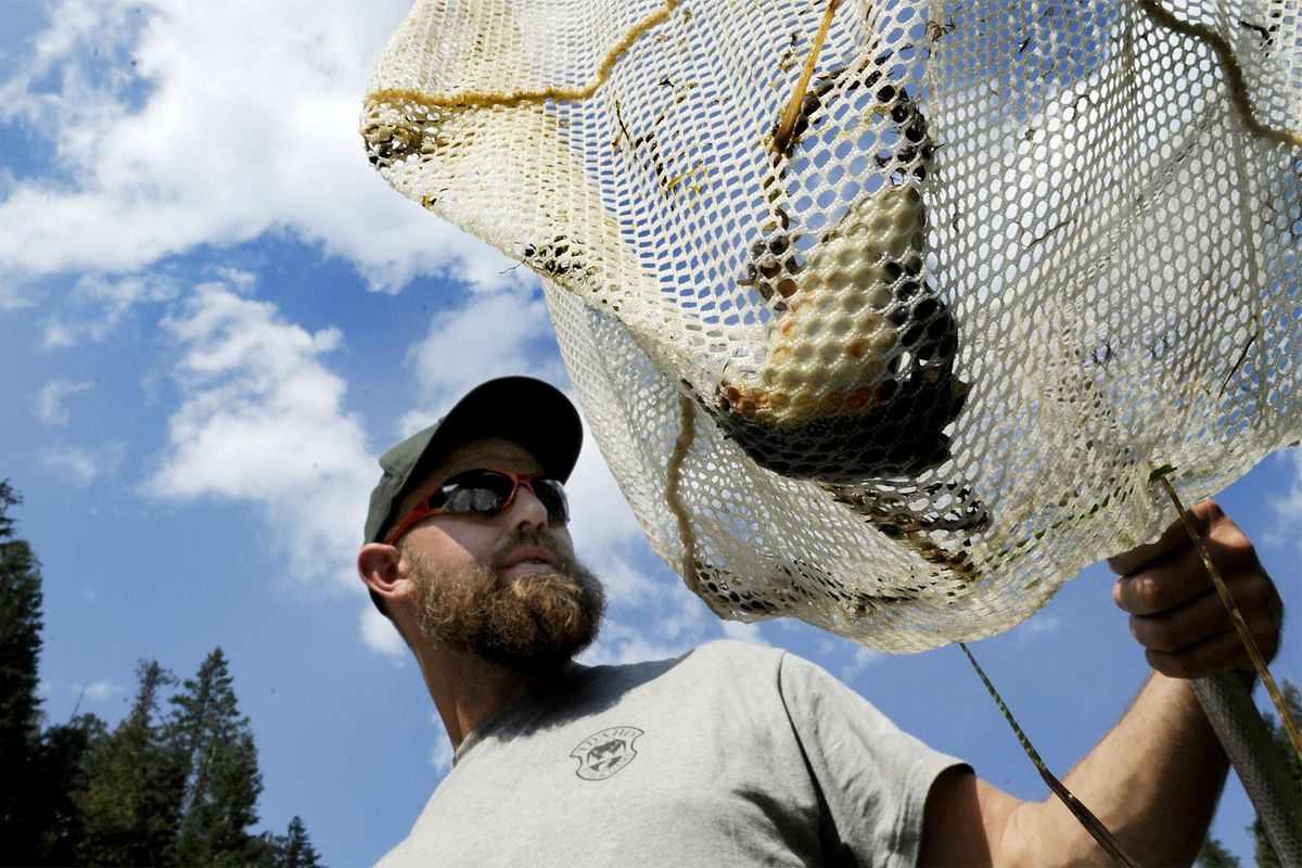 Michael Lucid, wildlife diversity biologist with ID Department of Fish and Game caught this frog in a small lake north of Priest Lake on Wednesday, September 4, 2013. He is heading up a multi-species baseline initiative study, figuring out how common or rare some little known species are in the Idaho Panhandle. (Kathy Plonka / The Spokesman-Review)