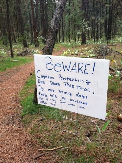 Sign on a South Hill bluff trail warning hikers of a coyote den and aggressive adult coyotes at the end of April, 2012. (Jim Kershner)