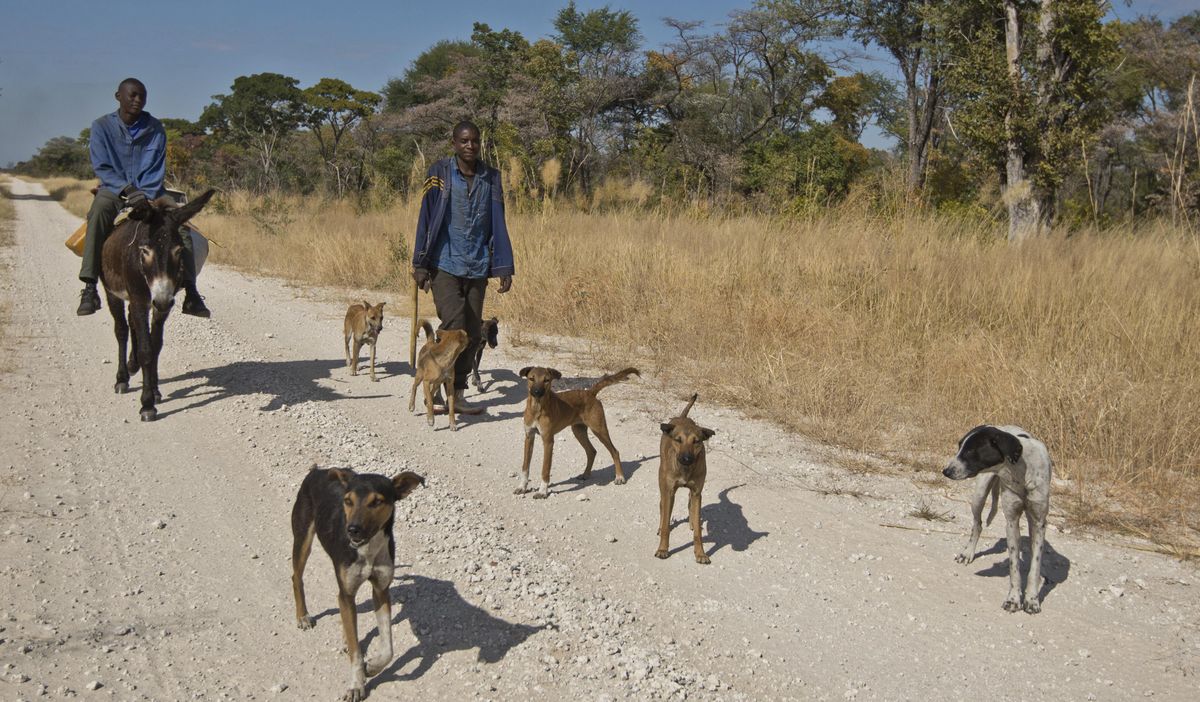 In this photo supplied by Panthera group and taken June 24, 2016, men travel with a pack of dogs in Luengue-Luiana National Park in Angola, which has taken steps to welcome international conservationists who are assessing the state of national parks following the nearly three-decade civil war that ended in 2002. Some residents in the area are involved in the bushmeat trade, killing animals that would otherwise become prey for lions and other predators, whose numbers have consequently dropped. (Paul Funston / Associated Press)