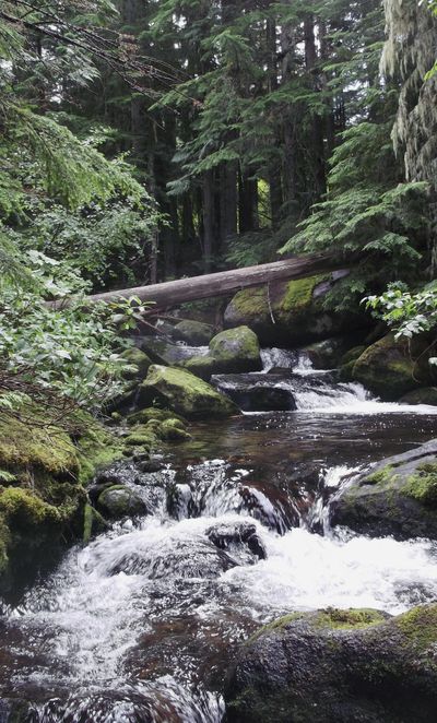 This 2016 photo provided by the Idaho Department of Environmental Quality shows a stream in a protection zone in a timber sale near Priest Lake in northern Idaho. Officials say Idaho's logging rules intended to protect water quality in streams inhabited by fish are effective and that loggers are following the rules. (Hawk Stone / Idaho Department of Environmental Quality)