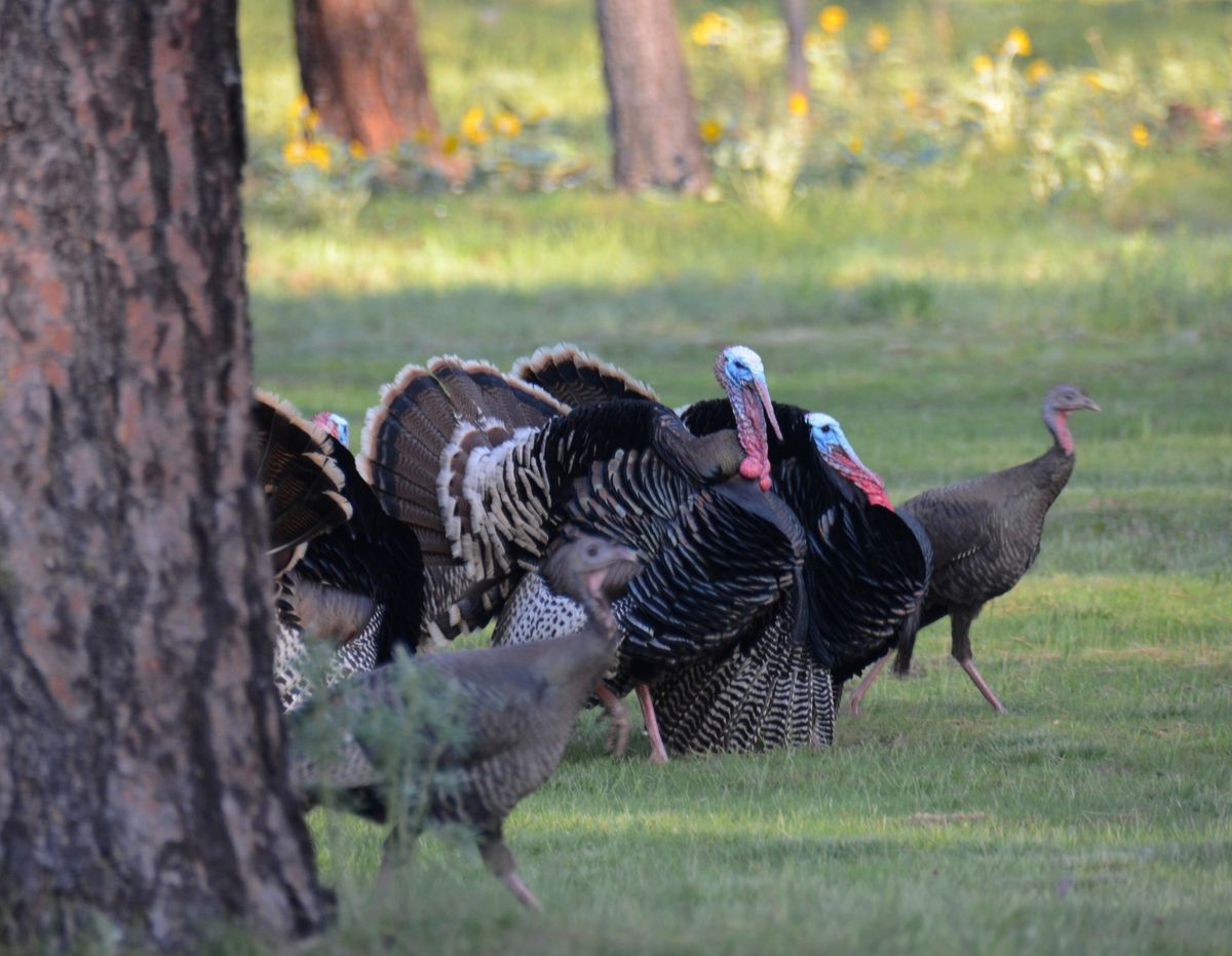 Prime time for toms: Best hunting for gobblers may be after