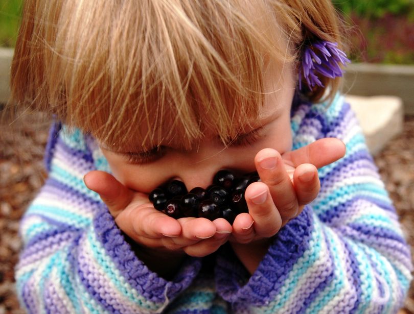 A girl feasts on huckleberries during the Schweitzer Huckleberry Festival. (Courtesy photo)