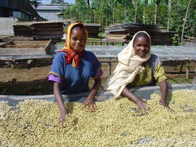 
Two women work with raw coffee beans at the processing plant operated by Dominion in the Yirgacheffe region of Ethiopia. Photo courtesy of Mike Stemm/Dominion Trading Co.
 (Photo courtesy of Mike Stemm/Dominion Trading Co. / The Spokesman-Review)
