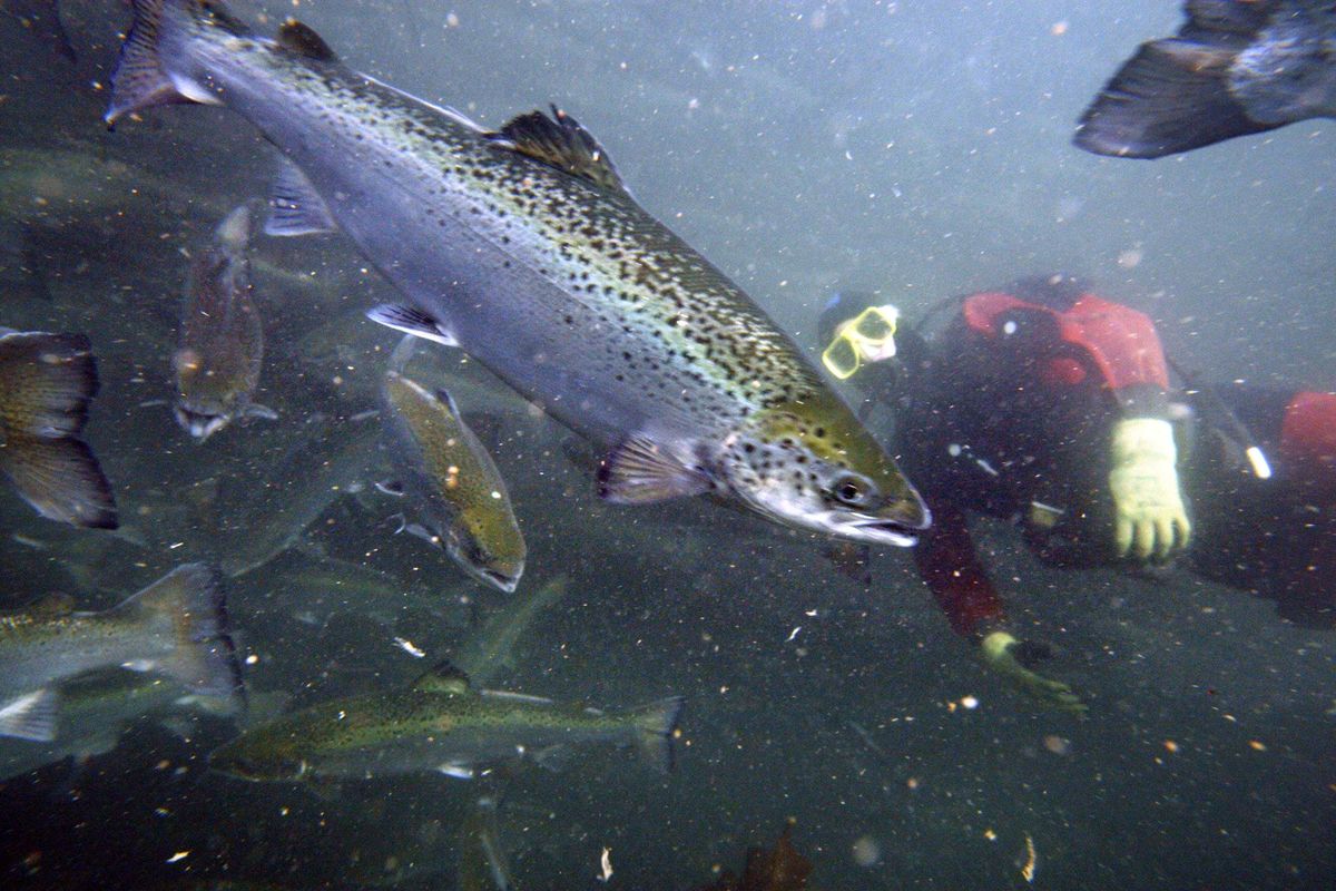 Trout Unlimited wary of genetically engineered salmon | The Spokesman