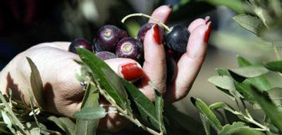 
These olives were harvested  at Soledad Mission in Soledad, Calif., last year. Two regions of California produce almost all of the nation's table olives. 
 (Associated Press / The Spokesman-Review)