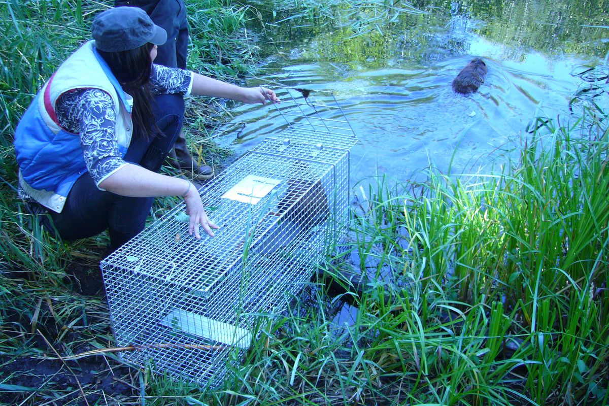 Members of The Lands Council release beavers.  (Courtesy The Lands Council)