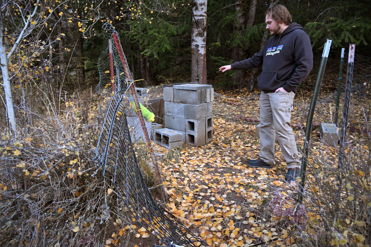 Beekeeper Matt Pennell shows where he had a dozen or so bee hives stacked on a hollow blocks in the forest on the slopes of Mount Spokane until they were torn apart and destroyed by a bear recently. Pennell
