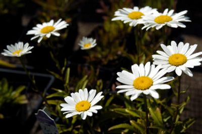
Daisies catch the summer sun at Hangman Valley Garden and Nursery recently.
 (Holly Pickett / The Spokesman-Review)