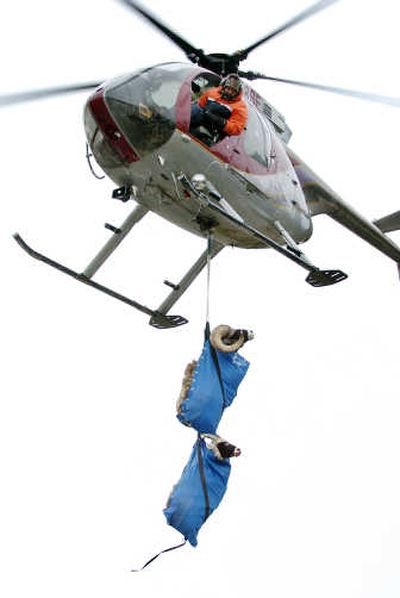 
Steve Collins, a Pathfinder Helicopter Wildlife Management pilot, peers down at a pair of wild sheep as he prepares to drop them off on the shores of Flathead Lake. Associated Press
 (Associated Press / The Spokesman-Review)