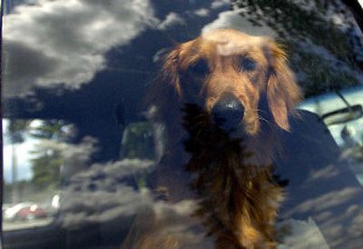 
Although Tuesday was hardly a scorcher, Bonnie's car was parked in the shade with all the windows slightly open in the lot at Borders bookstore in Coeur d'Alene. 