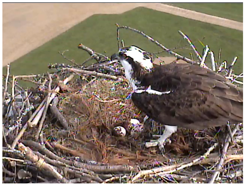 The Sandpoint ospreys are trying to hatch three eggs over a ball field in 2014.