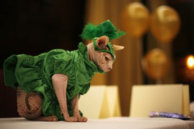 Hale Bopp waits for the cat fashion show to begin Thursday at New York’s famed Algonquin Hotel. (Associated Press / The Spokesman-Review)