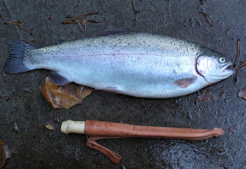 Characteristics of the triploid rainbows that have headed down the Columbia below Chief Joseph Dam after escaping from commercial net pens in Lake Rufus Woods: Tail fin frayed and rounded; small head, oversized body.                          
 (Washington Department of Fish and Wildlife)