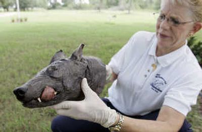 
Phylis Canion holds the head of what she is calling a chupacabra at her home in Cuero, Texas.
 (AP / The Spokesman-Review)