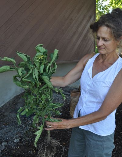 Andie Mauk of Medical Lake holds a tomato plant from her garden with classic physiological leaf roll.