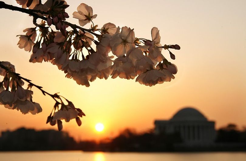 Cherry blossoms are in bloom at sunrise across from the Jefferson Memorial in Washington on Wednesday March 26, 2008. The trees are predicted to be in peak bloom from March 27 through April 3, 2008, according to the park service's chief horticulturist, Rob DeFeo. (AP Photo/Jacquelyn Martin)  ORG XMIT: DCJM101 (Jacquelyn Martin / The Spokesman-Review)