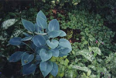 A hosta with a companion pulmonaria in Bob Neubauer's garden.A hosta with a companion pulmonaria in Bob Neubauer's garden.
(Photo courtesy of Bob NeubauerPhoto courtesy of Bob Neubauer / The Spokesman-Review)