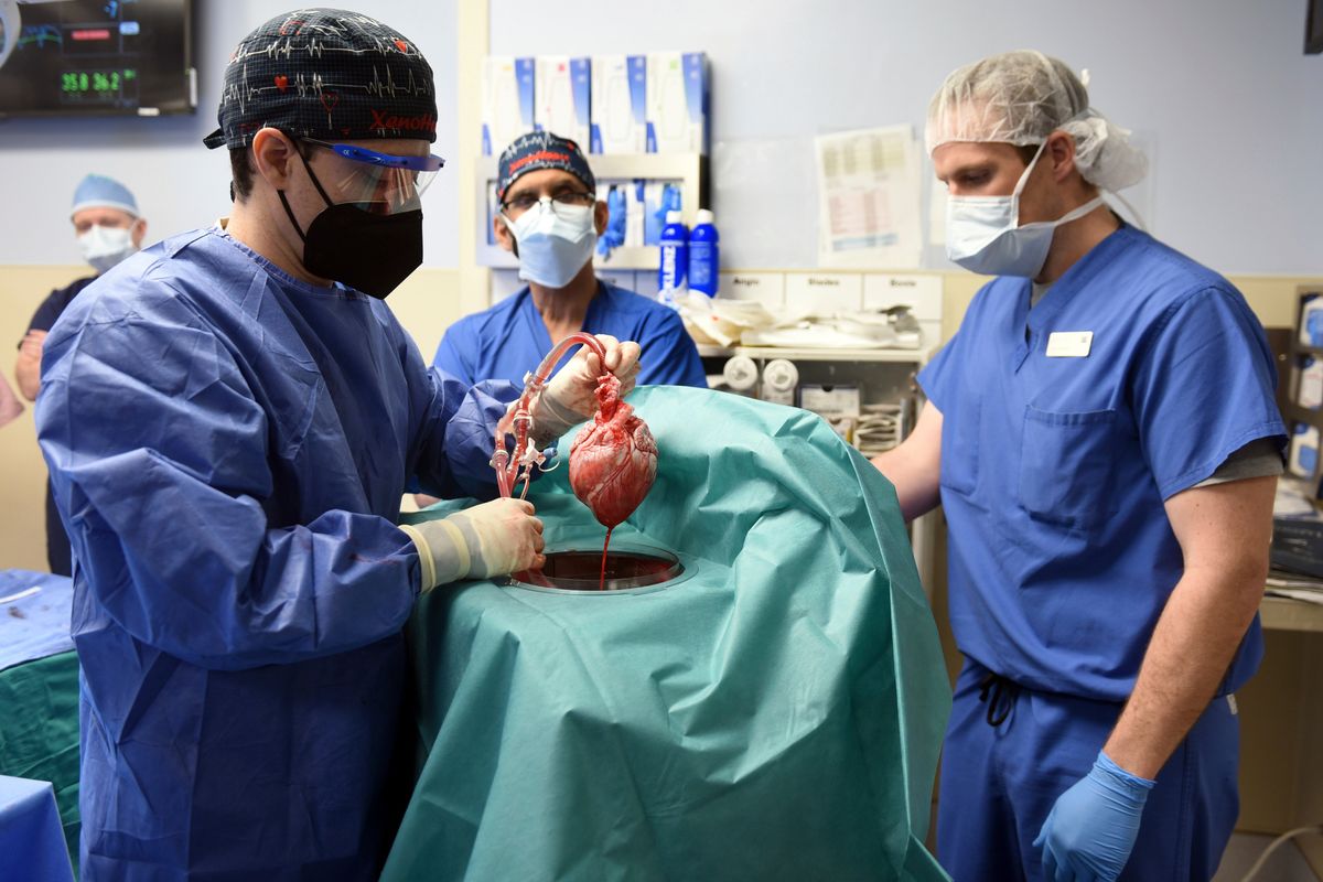 In this photo provided by the University of Maryland School of Medicine, members of the surgical team show the pig heart for transplant into patient David Bennett in Baltimore on Friday.  (HONS)