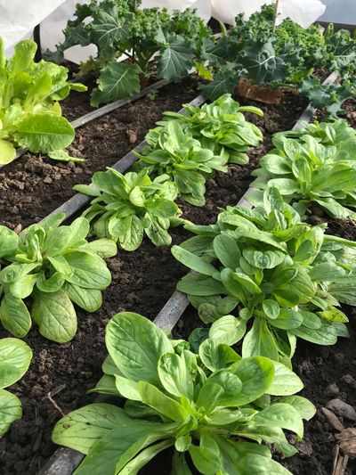 It’s possible to grow greens during the winter months by selecting cold-hardy vegetable varieties and covering them (Susan Mulvihill/For The Spokesman-Review)