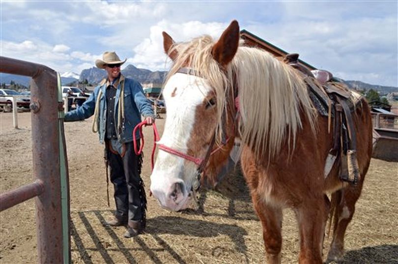 In this photo taken on April 21, 2014, wrangler Kyle Rood leads Joker, a Belgian draft horse, for a ride at Sombrero Ranches riding stables in Estes Park, Colo. The outfit uses draft horses along with quarter horses for tourists. The bigger horses are better able to handle the mountainous terrain as well as heavy riders. Stables across the West are employing more of the larger draft horses to accommodate people who have gotten heavier in recent years.  (AP / P Solomon Banda)