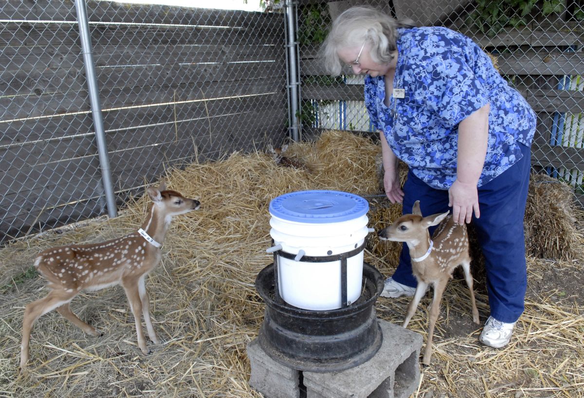 Veterinary Technician Marilyn Omlor helps a fawn drink goat-milk formula from a lamb bar at Ponti Veterinary Clinic on Tuesday. (J. BART RAYNIAK / The Spokesman-Review)
