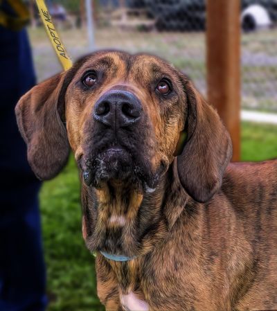 Artimus is available for adoption at the Spokane County Regional Animal Protection Service (Kathy Piper / SCRAPS)