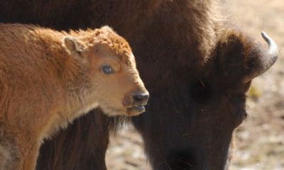 
A bison and a bison calf are shown at Yellowstone National Park in April. 
 (Robert Bower Post Register / The Spokesman-Review)