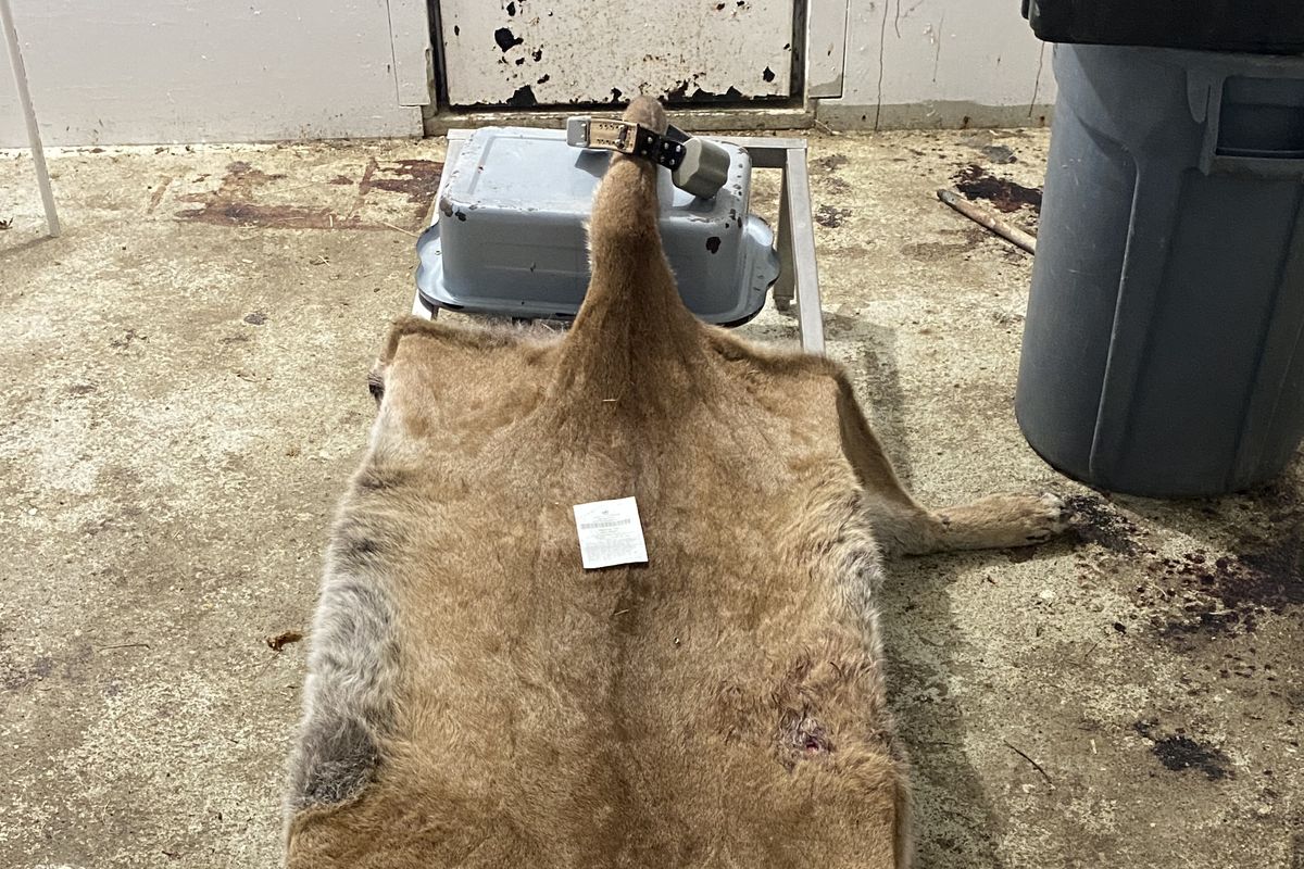 Massive male cougar captured, tagged in 2018 by biologists legally killed  by hunter in northeast Washington | The Spokesman-Review