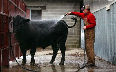 
Tony Vinti washes Prescott the bull, from Windside Simmentals in Walla Walla, at the Spokane County Fair and Expo Center Sunday. 
 (Liz Kishimoto / The Spokesman-Review)