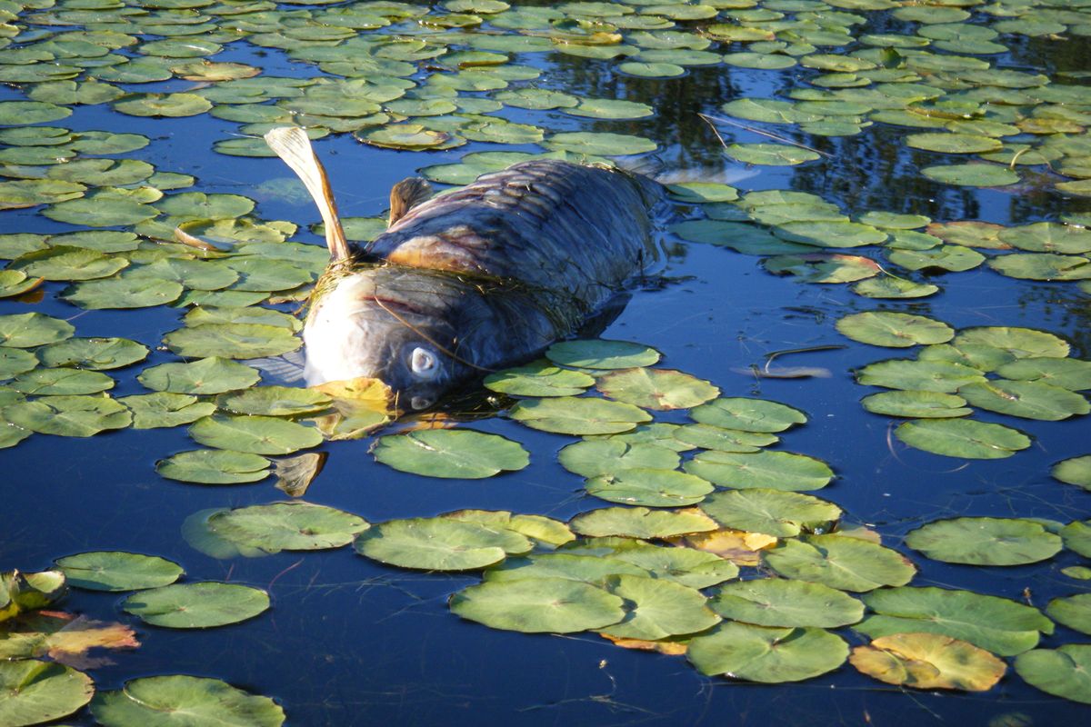 A single or one hundred dead carp in our Inland Northwest waterways is just one of a thousand warming signs that our river systems are in peril. Eutrophication or toxins or just plain global warming? These will confound local communities and government agencies from now on.  (Marc Gauthier / Down to Earth NW Correspondent)