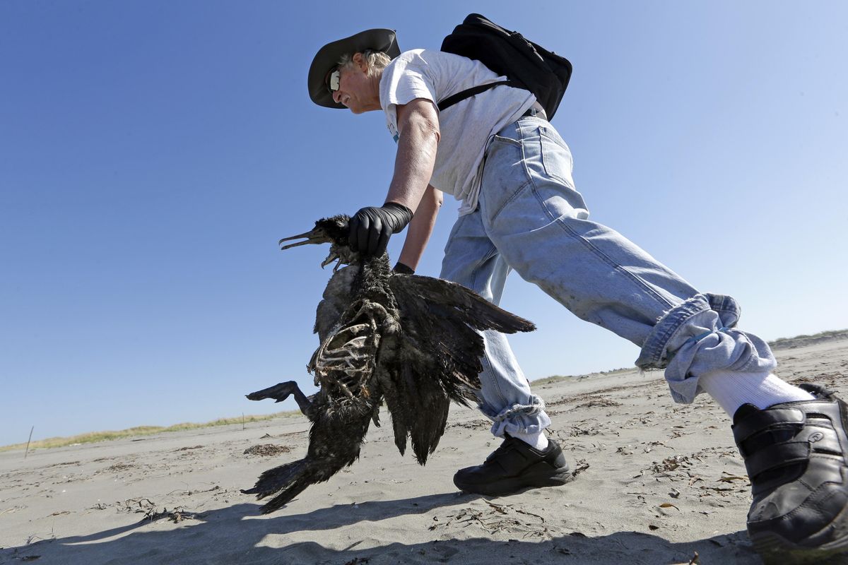 Bob Witt picks up the remains of a Brandt’s cormorant as part of a citizen patrol surveying dead birds that wash ashore on beaches along the West Coast on Sept. 28, 2017 in Ocean Shores, Wash. (Elaine Thompson / Associated Press)