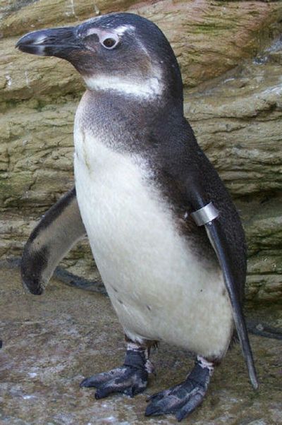 
This photo issued by Hampshire police shows Toga, the baby penguin missing from Amazon World Zoo Park on Britain's Isle of Wight.
 (Associated Press / The Spokesman-Review)