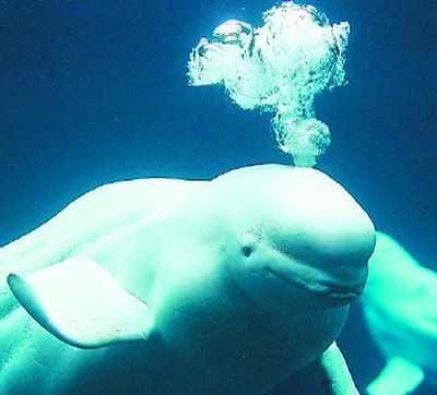 
A beluga whale blows bubbles as it explores its new home at the Georgia Aquarium in October 2005. The bellows of the beluga can now be downloaded as a ringtone to your cell phone.
 (File Associated Press / The Spokesman-Review)