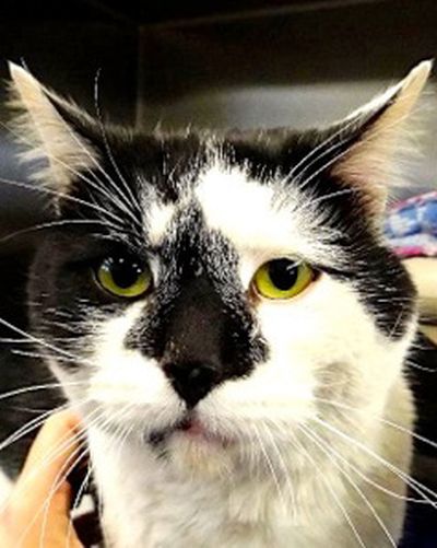 <!-- Feature creature  -->