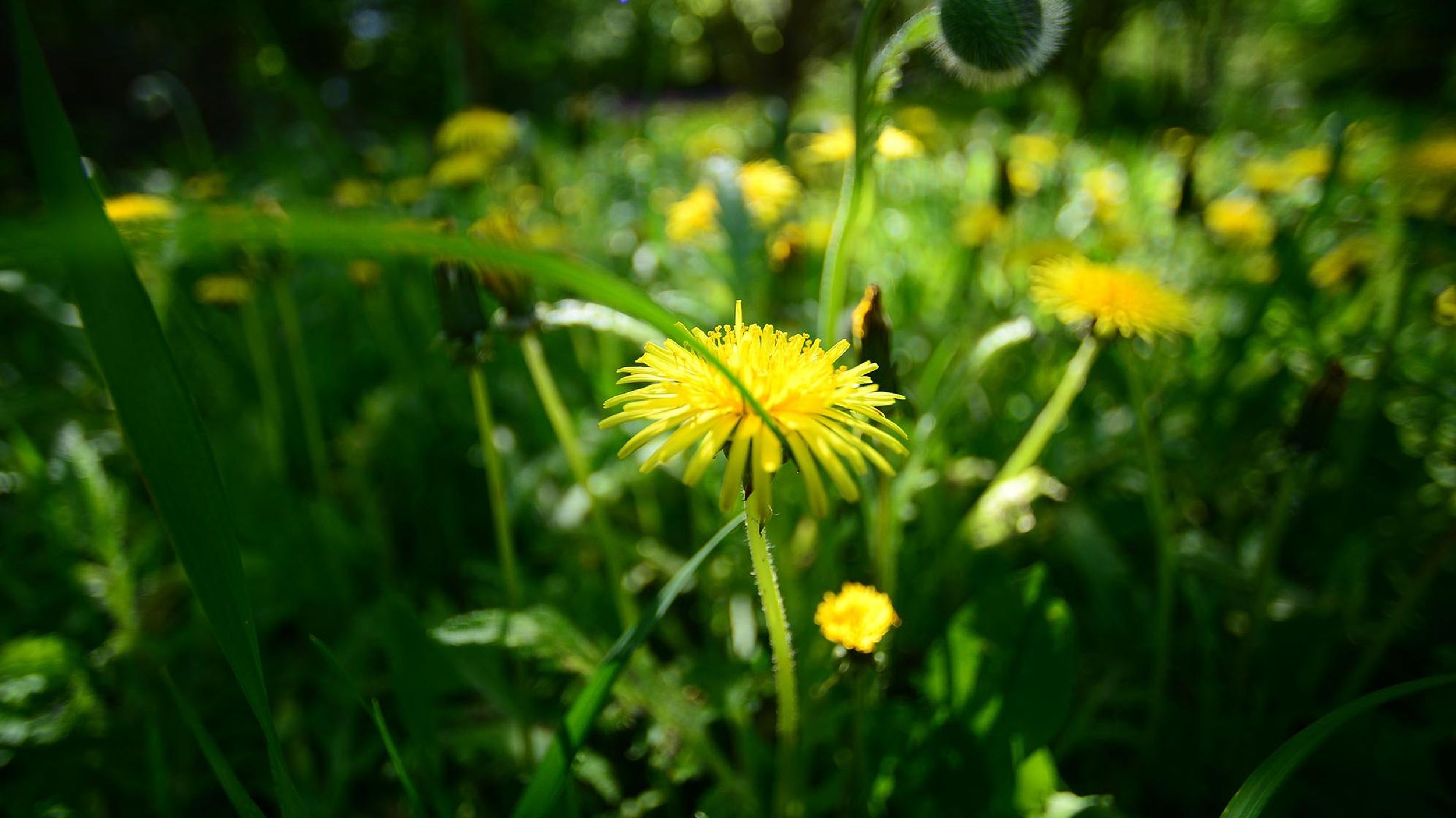 Are Dandelions Bad For Dogs