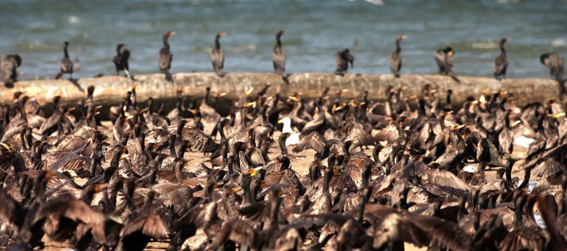 Cormorants have invaded East Sand Island near Chinook, Wash., in the Columbia River, which was intended to be the home of a relocated colony of Caspian terns in an effort to protect threatened fish.