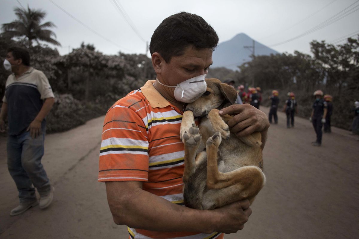 A resident cradles his dog after rescuing him near the Volcan de Fuego, or "Volcano of Fire," in Escuintla, Guatemala, Monday, June 4, 2018. A fiery volcanic eruption in south-central Guatemala sent lava flowing into rural communities, killing at least 25 as rescuers struggled to reach people where homes and roads were charred and blanketed with ash. (Luis Soto / Associated Press)